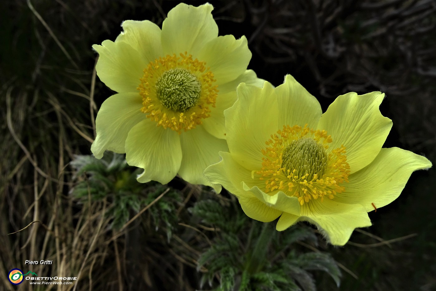 97  Pulsatilla alpina sulfurea.JPG